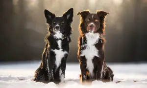 Dwa psy, czarny owczarek australijski i brązowy border collie, siedzą w śniegu, oświetlone słońcem.