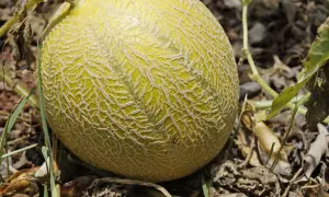 Dojrzewająca melon na łodydze, z charakterystyczną, siatkową skórką.