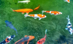 Kolorowe ryby koi pływają w zielonym oczku wodnym. To piękne ryby do oczka wodnego, które dodają uroku każdemu ogrodowi.