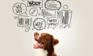 Ein braun-weißer Hund schaut nach oben, während Sprechblasen mit "Wuff", "Grrr" und "Vau-Vau" zeigen, wie bellt ein hund.