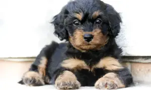 Uroczy szczeniak rasy Cavapoo. Zastanawiasz się, ile kosztuje odrobaczenie psa?