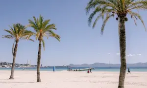 Palmy na piaszczystej plaży Playa de Muro. W tle błękitne morze, molo i góry.