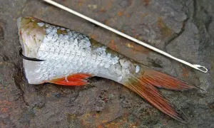 Ein Fischschwanz mit roten Flossen, an einem Haken befestigt, bereit für eine ryderhaken montage.
