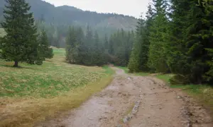 Droga przez las w stronę Kalatówki. Ile się idzie? To zależy od tempa, ale widok jest wart każdego kroku.