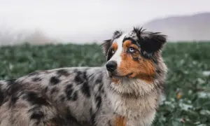 Ein wunderschöner Australian Shepherd Bulldogge Mix mit blauen Augen steht auf einer grünen Wiese.