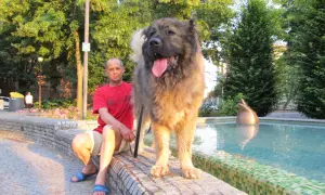 Un hombre sentado junto a una fuente con su imponente pastor del Cáucaso, un perro majestuoso y peludo.