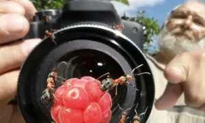 Mężczyzna z brodą robi zdjęcie w **trybie makro** malinie otoczonej przez mrówki.