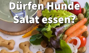 Dürfen Hunde Salat essen? Eine Dose Hundefutter neben frischem Salat, Karotten, Tomaten und Knochenkeksen wirft diese Frage auf.
