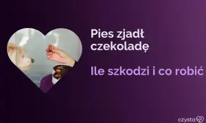 Pies zjadł czekoladę. Czy pies może jeść czekoladę? Dowiedz się, ile szkodzi i co robić.
