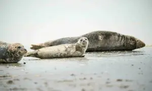 Trois phoques se prélassent sur le sable mouillé, un spectacle typique des lieux insolites de la Baie de Somme.