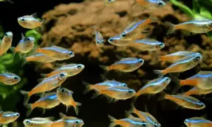 Co jedzą neonki? Oto sekrety zdrowej diety dla ryb akwariowych