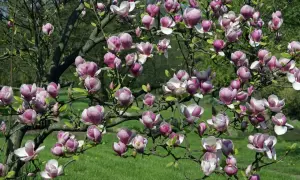 Magnolia: Kiedy sadzić i jak dbać, by kwitła obficie?