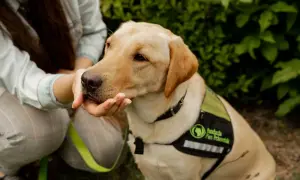 Złoty pies rasy labrador z ręką człowieka na pysku, w kamizelce z napisem "Fundacja Pies Przewodnik".