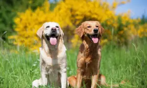 Uśmiechnięty labrador i golden siedzą w trawie na tle kwitnących krzewów.