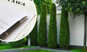 Czy można sadzić tuje w granicy działki? Uniknij problemów z sąsiadami