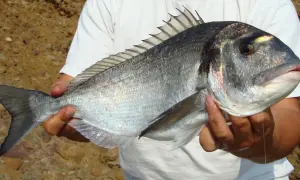Un pêcheur tient fièrement une magnifique dorade royale argentée, ses écailles brillantes reflétant la lumière du soleil.