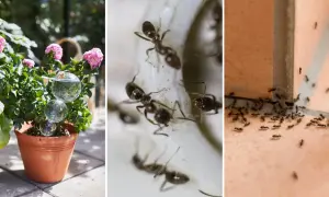 En pallkrage full av myror som kryper runt. En bild visar en kruka med en rosbuske och vattenfyllda glaskulor.