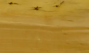 Textura de madera de boj con vetas doradas y nudos oscuros, evocando la calidez de un mueble antiguo.