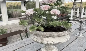 En vacker rosa pelargon i en gammal urnkruka, redo att plantera om efter vintern.
