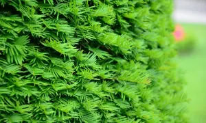 Dichtes, grünes Laub einer langsam wachsenden Hecke. Die feinen Nadeln bilden eine üppige Textur, die an einen ruhigen Garten erinnert.