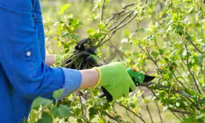 Person mit blauen Hemd und grünen Handschuhen schneidet mit einer Gartenschere Äste eines Johannisbeerstrauchs.