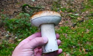 Gdzie na grzyby w Szczecinie? Odkryj sekrety leśnych skarbów!