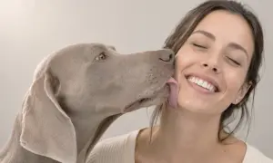 Ein Hund leckt mich ab, ein liebevoller Zungenkuss von meinem besten Freund.