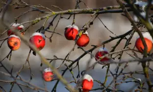 Owoce jabłoni dzikiej krzyżówki pokryte śniegiem wiszą na gałęziach w zimowy dzień.