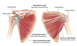 Anatomische Darstellung der Rotatorenmanschette der Schulter. Die gelenkkapsel schulter wird von vier Muskeln gebildet: Supraspinatus, Infraspinatus, Subscapularis und Teres minor.