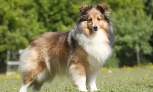 Ein wunderschöner Aussie Sheltie Mix steht stolz auf einer grünen Wiese mit gelben Blumen. Sein Fell ist lang und buschig, in Braun-, Schwarz- und Weißtönen.