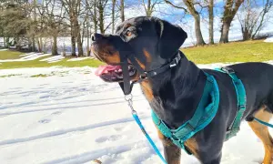 Ein Rottweiler mit Halti und Geschirr steht im Schnee. Die Sonne scheint, Bäume und eine Wiese im Hintergrund.
