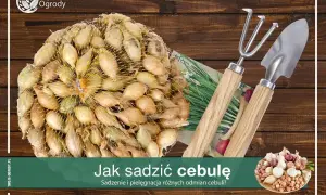 Kiedy sadzić cebulę dymkę? Wiosna czy jesień Twój plan na plon!