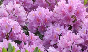 Gros plan sur une **floraison** de rhododendrons aux teintes roses et violettes, un spectacle printanier.
