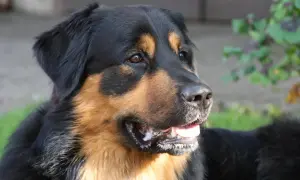 Ein freundlicher Australian Shepherd Berner Sennenhund Mix mit braunen Augen und einem breiten Lächeln im Freien.