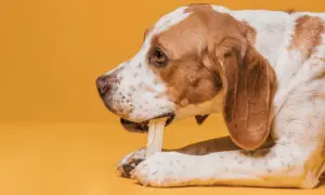 Perro de raza mixta mordiendo un hueso, explorando qué huesos pueden comer los perros.