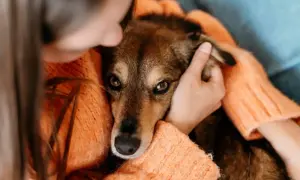Ciepłe objęcia i troska. Piesek wtulony w pomarańczowy sweter, czuje się bezpiecznie. To pokazuje, ile pies może nie jeść, gdy czuje się kochany.