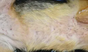 Widoczne ropne zapalenie skóry u psa. Liczne czerwone krostki i strupki na jasnej sierści, świadczące o problemach dermatologicznych.