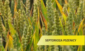 Zboże z widocznymi plamami na liściach, oznaka septoriozy pszenicy.