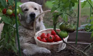 Złoty retriever pilnuje koszyka z pomidorami. Czy pies może jeść pomidory? Ten słodziak wydaje się mieć własne zdanie.