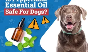 Is peppermint oil safe for dogs? A curious dog looks on as a bottle of essential oil and mint leaves are shown with warning signs.
