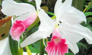 Dwie białe orchidee z różowymi, falbankowymi wargami. Zachwycające odmiany kwiatów.