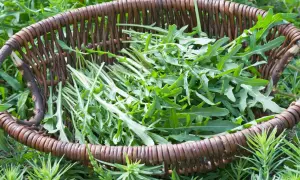 Frisch geernteter Rucola liegt in einem rustikalen Weidenkorb, bereit für die Küche.