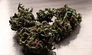 Medyczna marihuana w Polsce: Stężenie THC ile to naprawdę znaczy?