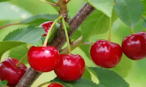 Saftige, gelb-rote Kirschen reifen am Ast, umgeben von grünen Blättern.