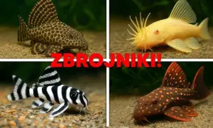 Czy glonojad może zjadać rybki? Dowiedz się, jak tego uniknąć