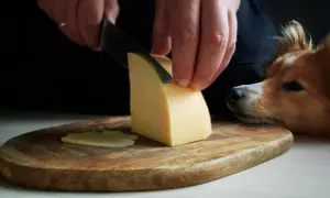 Czy pies może jeść ser żółty? Czekoladowy piesek z nadzieją patrzy na kawałek sera krojenego na desce.