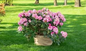 Ein blühender Rhododendron im Sack, bereit zum Rhododendron umpflanzen in den sonnigen Garten.
