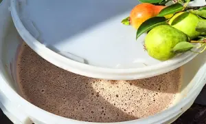 Fermentujący moszcz gruszkowy w wiadrze, z gałązką świeżych gruszek na brzegu. Powstaje pyszne wino z gruszek.