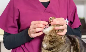 Ile trwa odrobaczanie kota? Poznaj czas trwania i skutki zabiegu