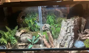 Jak przygotować korzeń do terrarium, aby uniknąć błędów i zagrożeń
